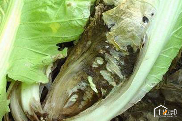 种植白菜心怎么管理,防治白菜萝卜病虫害哪个药好