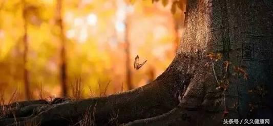 处暑到了这些养生知识要牢记,处暑养生有四原则这些食物可常吃