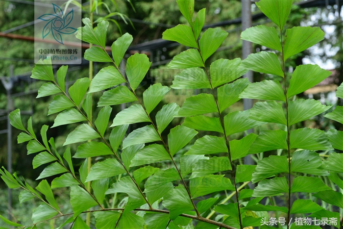 董棕能做西米露,长的还好看,象征永恒的爱情,幸福美满的生活!