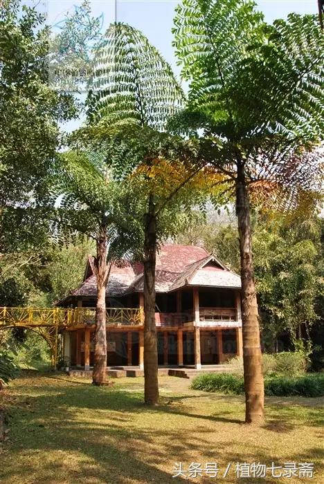 董棕能做西米露,长的还好看,象征永恒的爱情,幸福美满的生活!