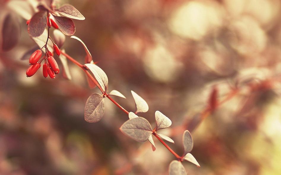 处暑养生知识视频,处暑养生小秘诀