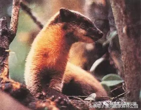 探秘黑河森林公园,黑河森林公园野生动物