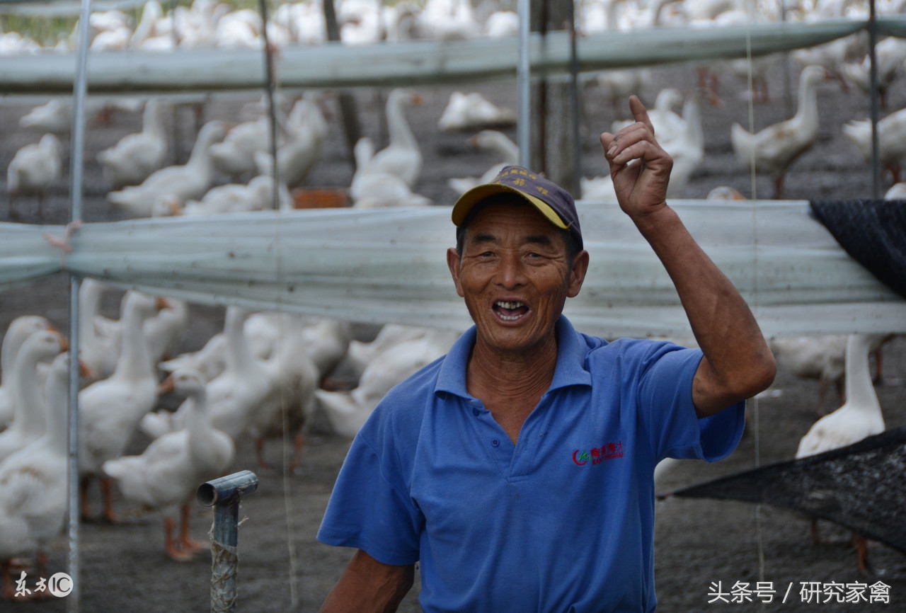 大肉食鸡肺不好怎么回事,大肉食鸡呼吸道