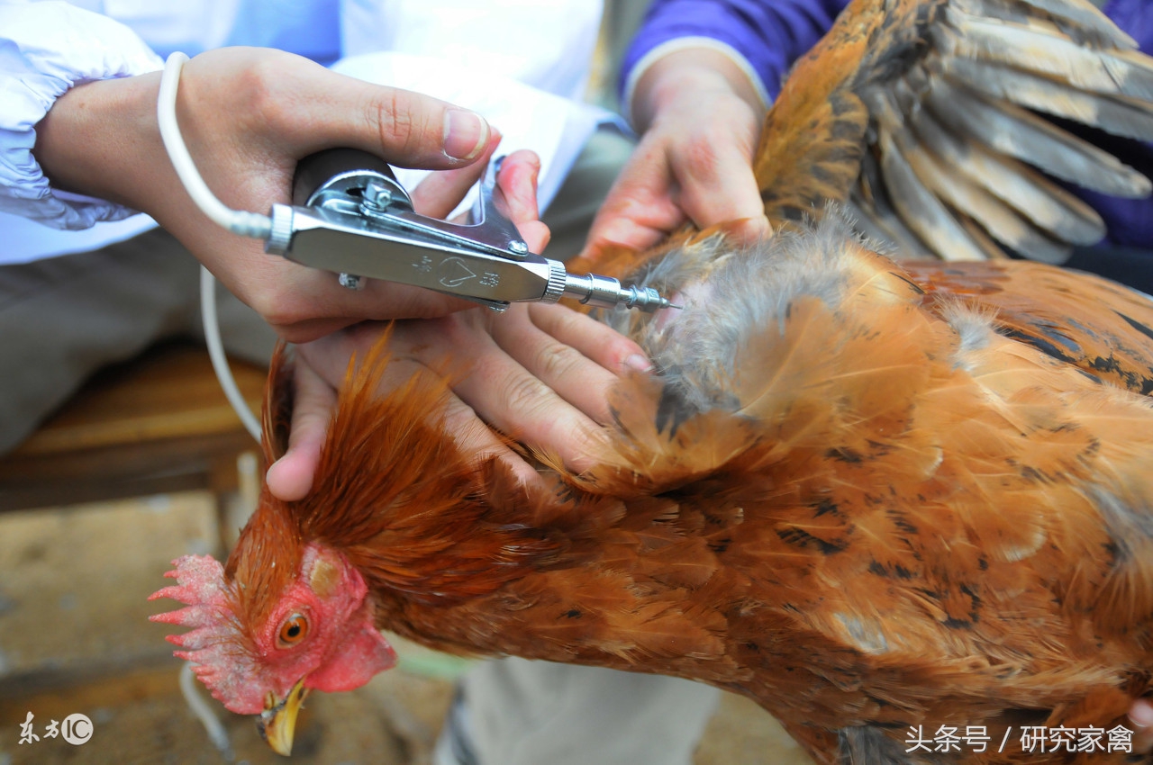 大肉食鸡肺不好怎么回事,大肉食鸡呼吸道