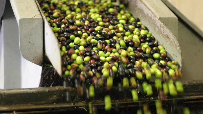 特级初榨橄榄油质量,特级初榨橄榄油质量怎么样