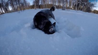 二哈最近的生活,二哈的那些事