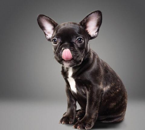 狗狗眼睛突然红肿睁不开眼怎么办,狗狗洗澡后眼睛红肿睁不开