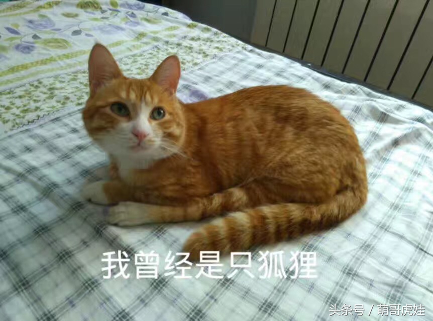 小猫平时很乖巧过一阵就尿床,小猫总是半夜来床上枕头上尿尿