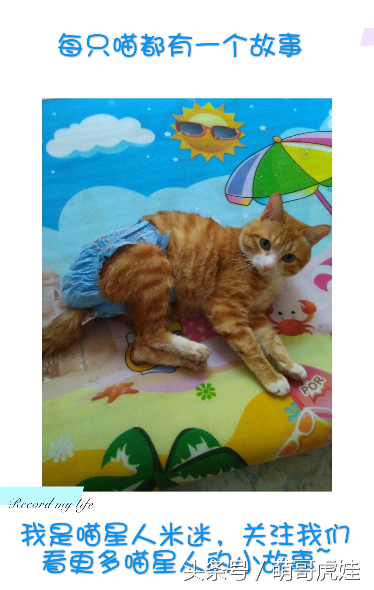 小猫尿床穿纸尿裤,宠物猫老是尿床