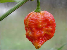 最好的十种辣椒,全球130种辣椒排名