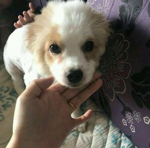 因业主投诉把狗狗栓在树上自生自灭，看不下去，解开狗狗就牵回家