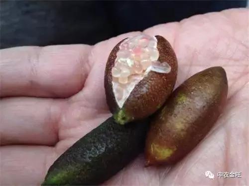 迷你农业怎么做,网红迷你农业怎么玩