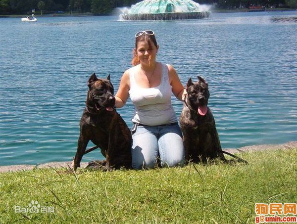 什么狗打得过加纳利,加纳利和卡斯罗哪个看家好