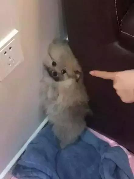 那坨博美！好软！好圆！好蓬！好想揉！