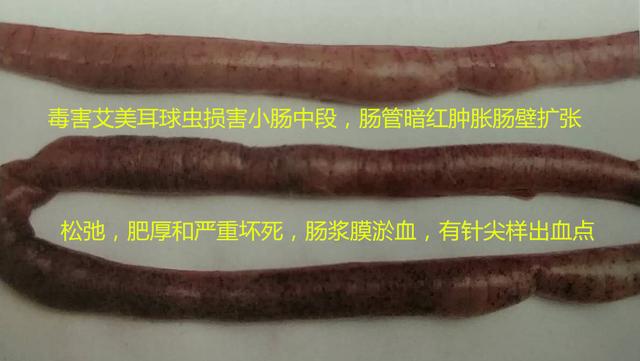 鸡球虫病的特点和治疗,鸡球虫病的发生原因及预防方法