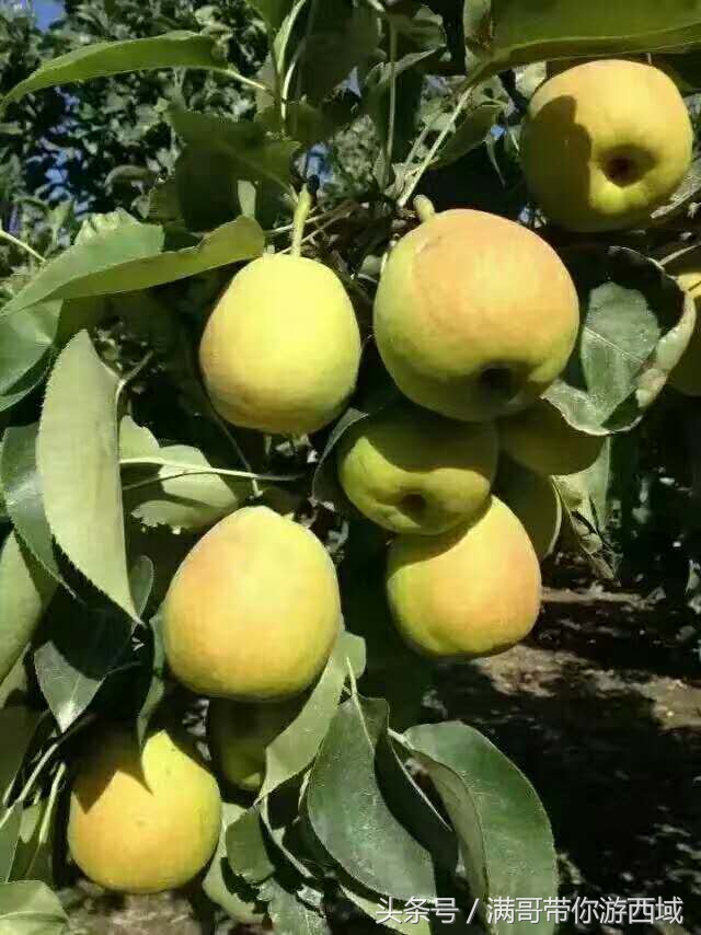 库尔勒香梨熟了！古尔邦节假期去库尔勒采香梨吧！只要4元每公斤