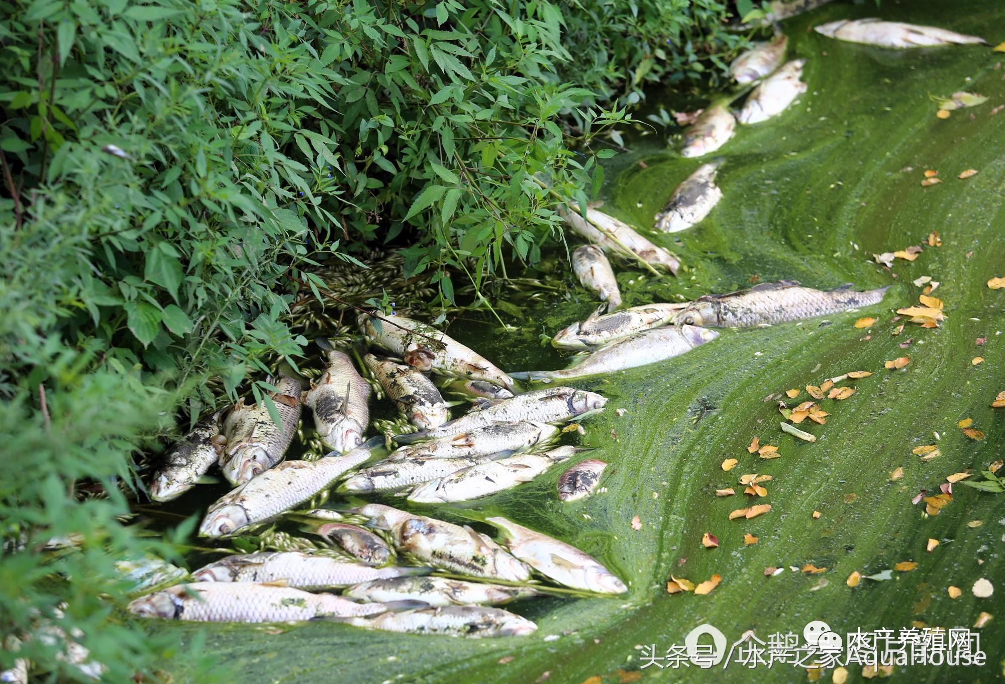 8月水产品价格表,7月水产品批发市场价格简报