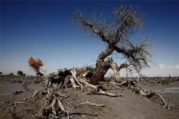 三千年的情缘,三千年的企盼只为这一季的金秋(附攻略)