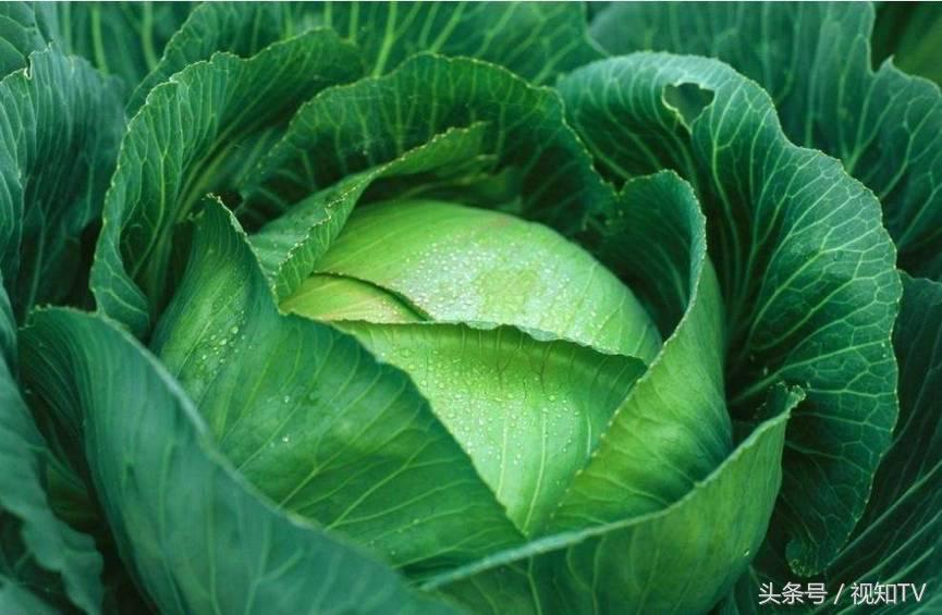 德国和东北离得那么远，他们的酸菜却吃起来都差不多