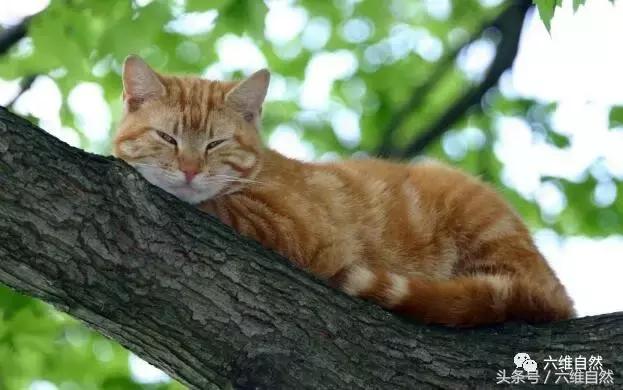 两只猫抓蛇,猫抓蛇还把蛇吃了