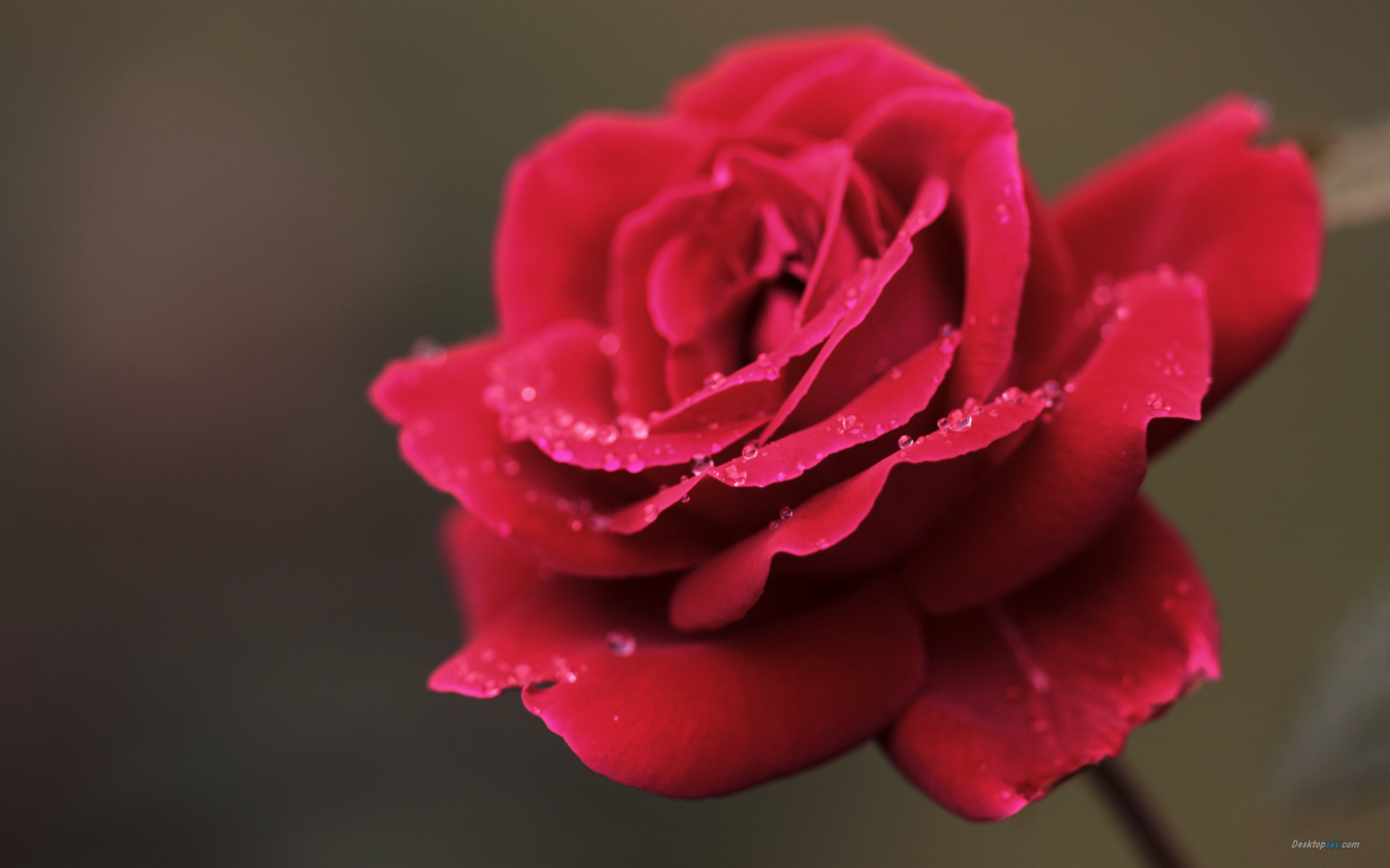 七夕送白玫瑰花语是什么意思,送玫瑰花花语和寓意是什么