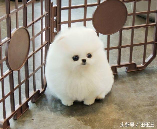 狗细小病毒好了用什么消毒,细小病毒是每只小狗必须经历的吗