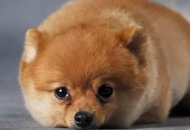 那坨博美！好软！好圆！好蓬！好想揉！