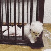 那坨博美！好软！好圆！好蓬！好想揉！