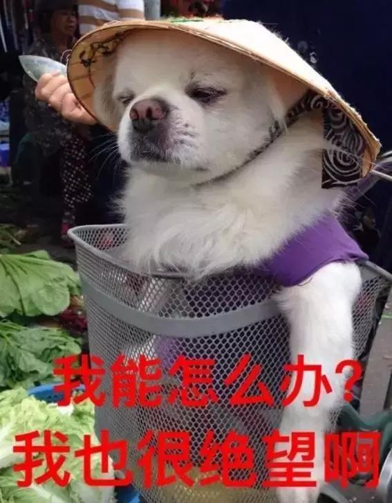 那坨博美！好软！好圆！好蓬！好想揉！