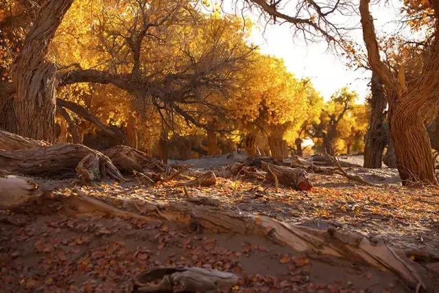三千年的情缘,三千年的企盼只为这一季的金秋(附攻略)