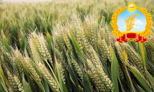 山农28小麦种哪里有卖,小麦品种山农28产量如何