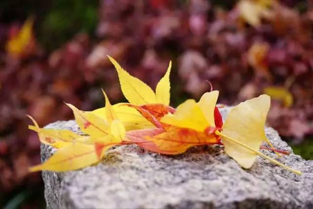 八月份定下的目标,秋季关西旅游攻略