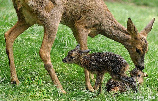 幼鹿养殖,鹿的养殖现状与前景