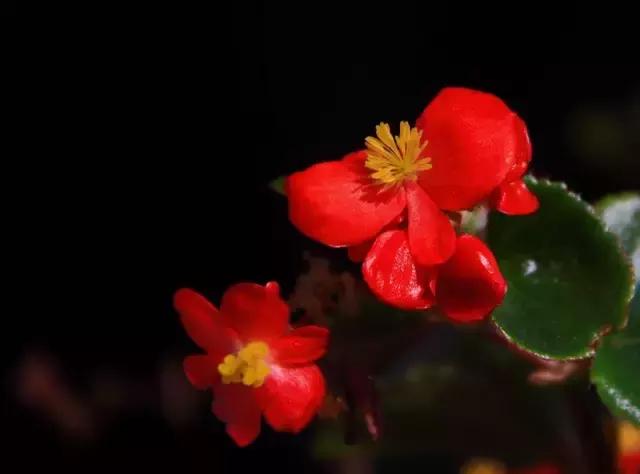 四季秋海棠什么时候剪枝,秋海棠为什么叶子皱