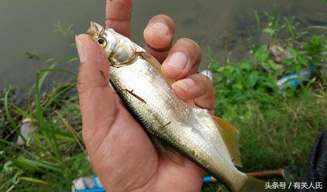 20块钱的黑塘，3个人1天收获50多条鱼，这次钓鱼很爽