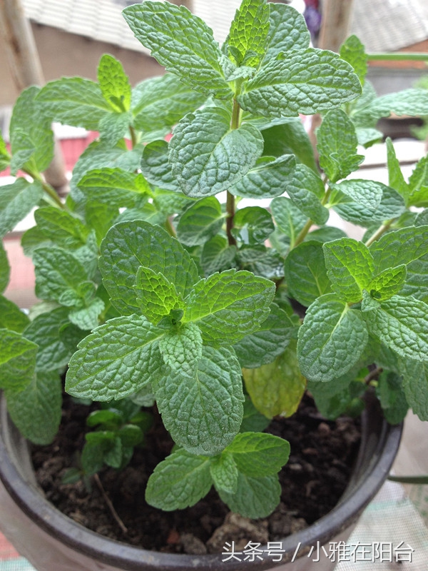 什么品种的猫薄荷最好,猫咪薄荷哪种最好用