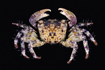 又到了吃螃蟹的季节怎样挑选螃蟹,如何正确挑选食用螃蟹你都知道吗