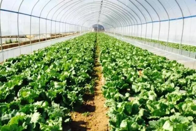 农业发展扩张要理智，贪心急进害死你自己附广州江南0828菜价