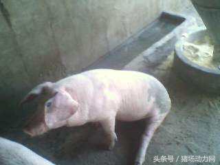 母猪流粘液一个星期怎么回事,母猪拉白色粘液是什么原因