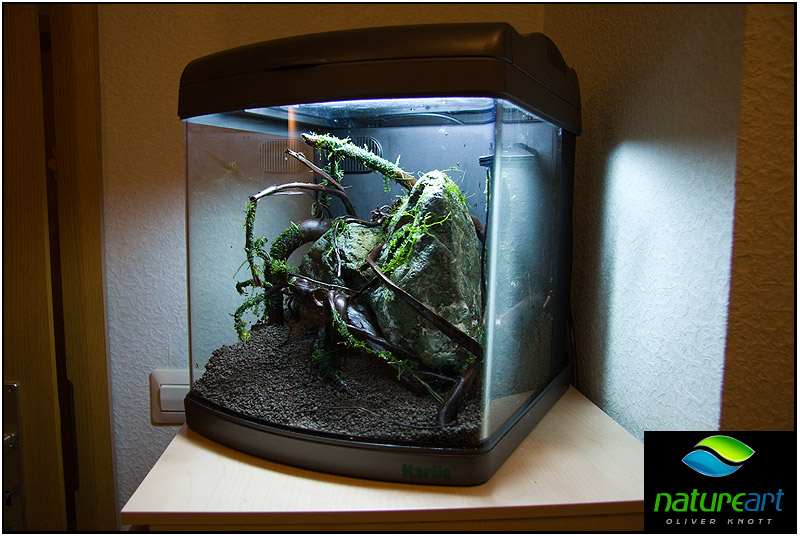 ada水草1.5米缸造景教程,oliverknott是什么