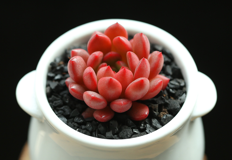 可爱的呆萌多肉,萌的多肉小植物