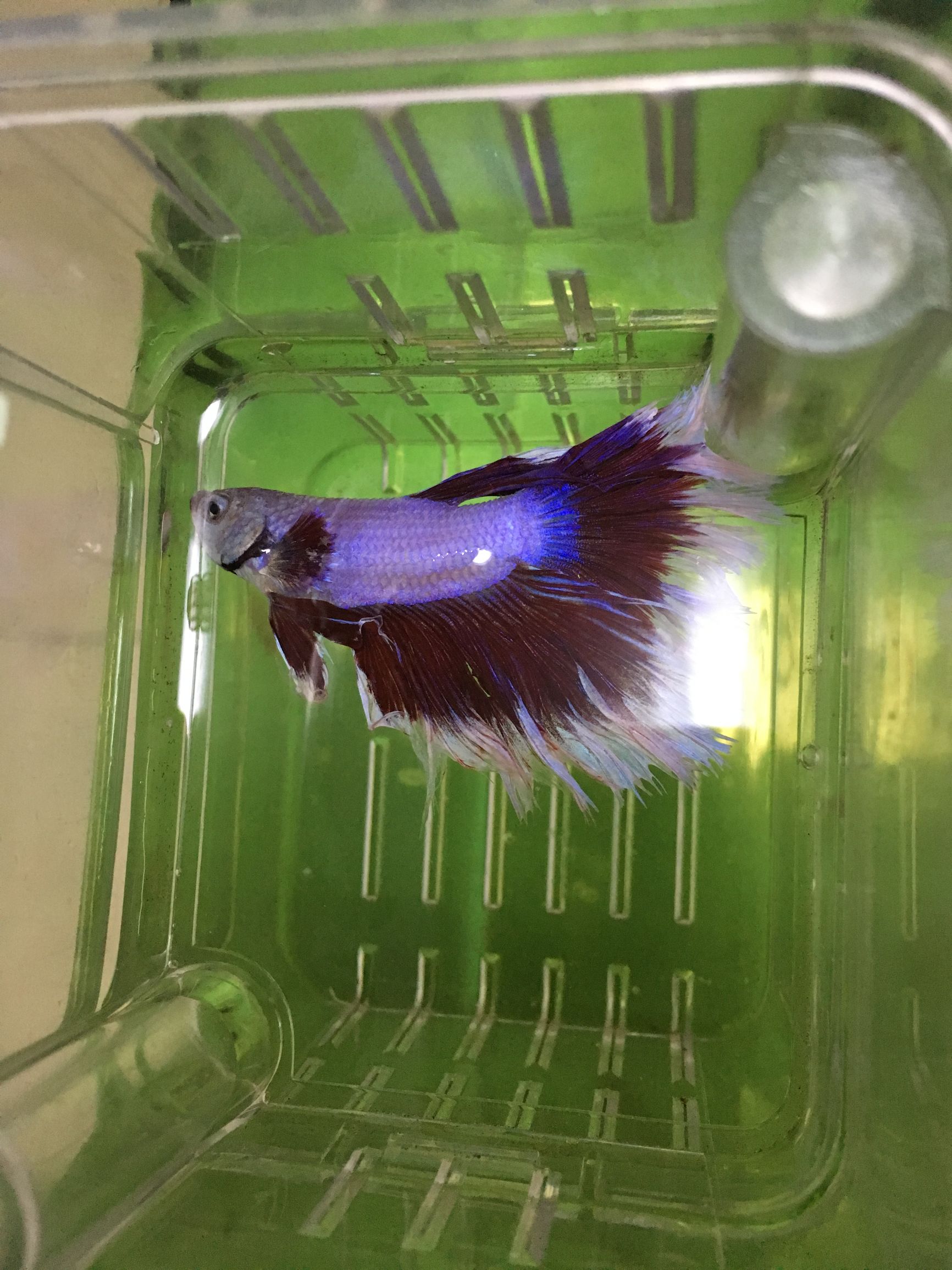 斗鱼失鳔降水位降多少,斗鱼失鳔可以用食用盐吗