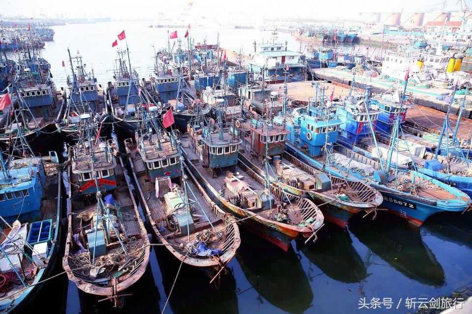 荣成烟墩角天鹅拍摄机位,世界最大天鹅