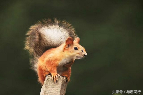 雪地松鼠可爱视频,雪地松鼠卖萌