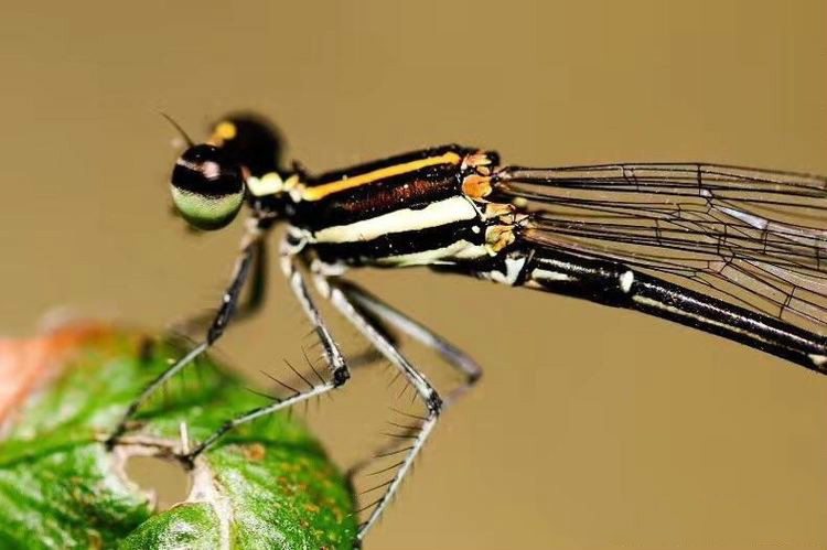 世界因你而美好原唱,世界因你而美好