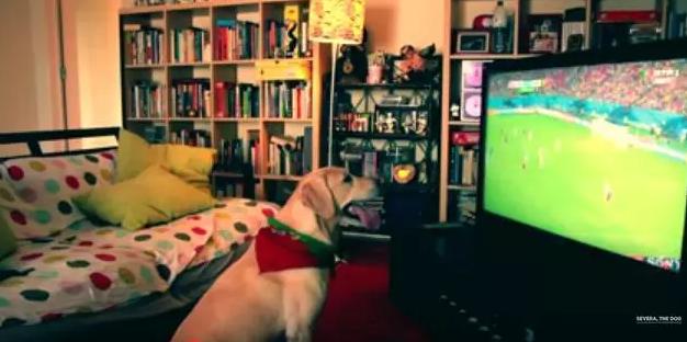 宠物狗兴奋的跟疯了一样,狗蹦蹦跳跳很激动