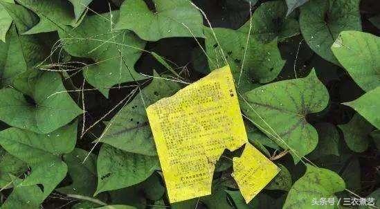 这种白色晶体弄碎了用,称为“百味之祖”,还能当药!