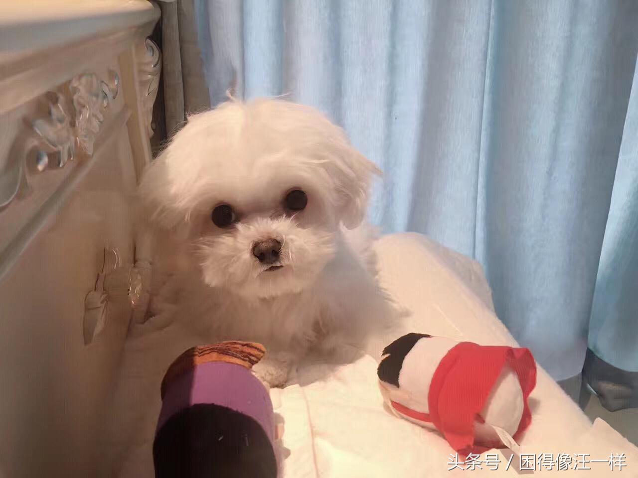 狗狗吃人的药有副作用吗,狗狗吃人用药需减药量吗