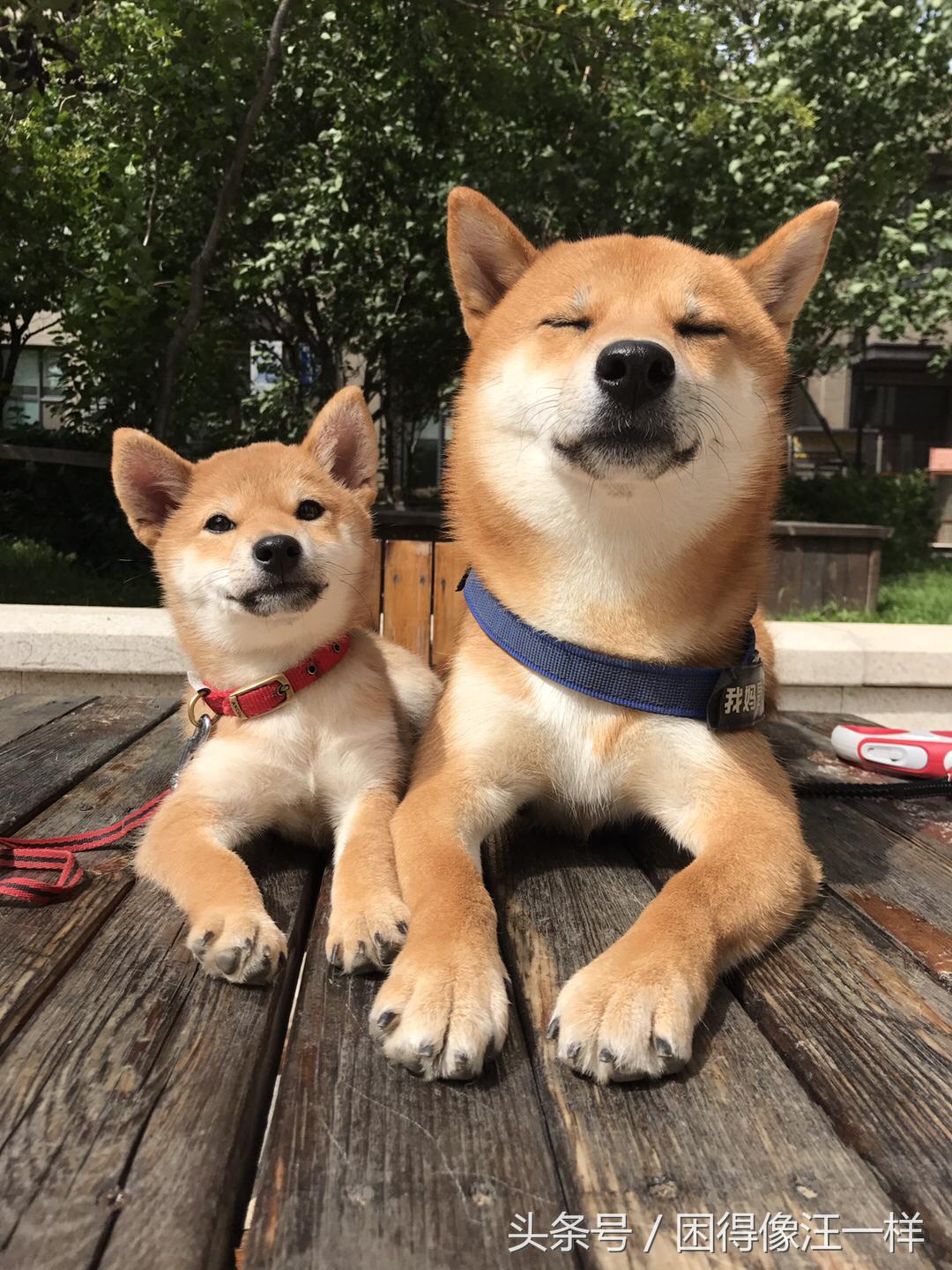 狗狗吃人的药有副作用吗,狗狗吃人用药需减药量吗