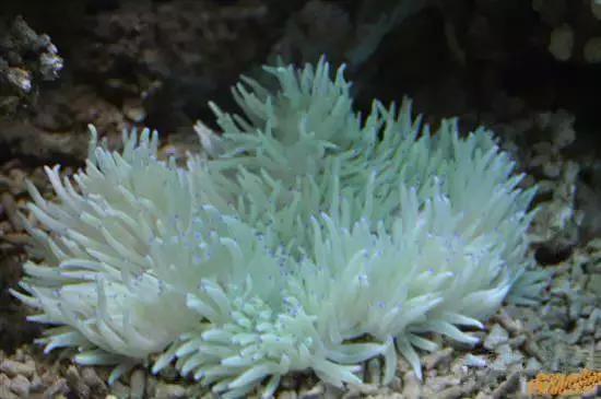 羊口开海！倒计时一天！第一网吃起来！看完哈喇子流一地